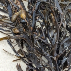 Unverified Marine Alga & Seaweed at Huskisson, NSW - 18 Jan 2024 by AniseStar