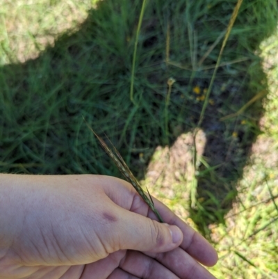 Bothriochloa macra (Red Grass, Red-leg Grass) at Florey, ACT - 18 Jan 2024 by rbannister