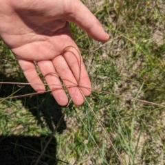 Chloris truncata (Windmill Grass) at Florey, ACT - 18 Jan 2024 by rbannister