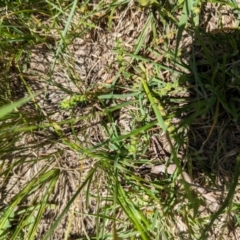 Chloris truncata at Florey, ACT - 18 Jan 2024