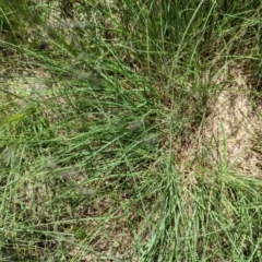 Eragrostis curvula at Florey, ACT - 18 Jan 2024 03:01 PM