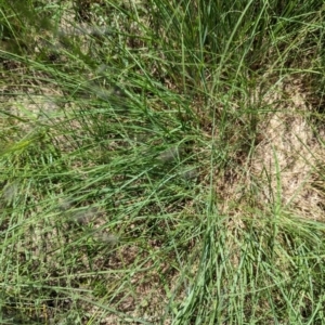 Eragrostis curvula at Florey, ACT - 18 Jan 2024 03:01 PM