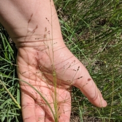 Panicum effusum (Hairy Panic Grass) at Florey, ACT - 18 Jan 2024 by rbannister