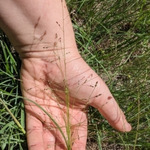 Panicum effusum at Florey, ACT - 18 Jan 2024 03:02 PM