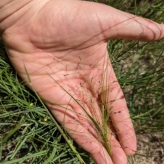 Panicum effusum at Florey, ACT - 18 Jan 2024 03:02 PM