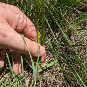 Panicum effusum at Florey, ACT - 18 Jan 2024 03:02 PM