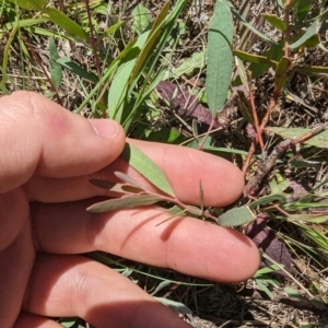 Eucalyptus sp. at Florey, ACT - 18 Jan 2024