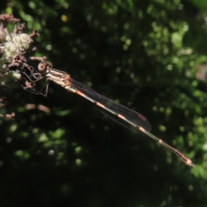 Austrolestes leda at QPRC LGA - 18 Jan 2024 05:10 PM