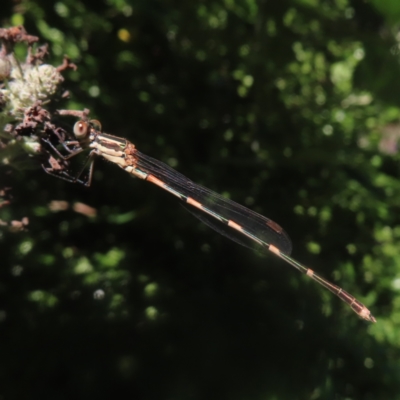 Austrolestes leda (Wandering Ringtail) at QPRC LGA - 18 Jan 2024 by MatthewFrawley