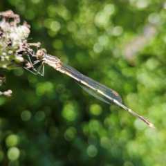 Austrolestes leda at QPRC LGA - 18 Jan 2024