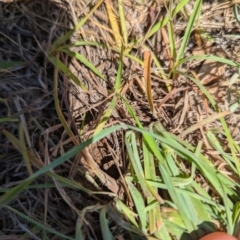 Themeda triandra (Kangaroo Grass) at Florey, ACT - 18 Jan 2024 by rbannister