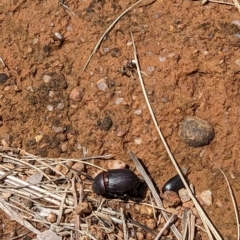 Dynastinae (subfamily) (Unidentified rhinoceros or elephant beetle) at Florey, ACT - 18 Jan 2024 by rbannister