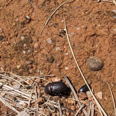 Dynastinae (subfamily) (Unidentified rhinoceros or elephant beetle) at Florey, ACT - 18 Jan 2024 by rbannister