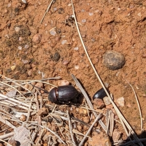 Dynastinae (subfamily) at Florey, ACT - 18 Jan 2024