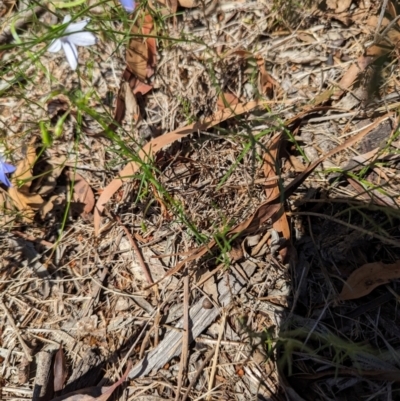 Wahlenbergia capillaris (Tufted Bluebell) at Florey, ACT - 18 Jan 2024 by rbannister