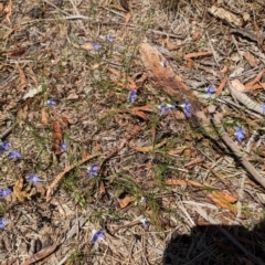 Wahlenbergia capillaris at Florey, ACT - 18 Jan 2024