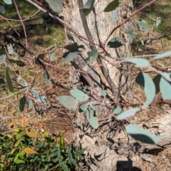 Eucalyptus melliodora (Yellow Box) at Florey, ACT - 18 Jan 2024 by rbannister