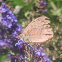 Heteronympha merope (Common Brown Butterfly) at QPRC LGA - 18 Jan 2024 by MatthewFrawley