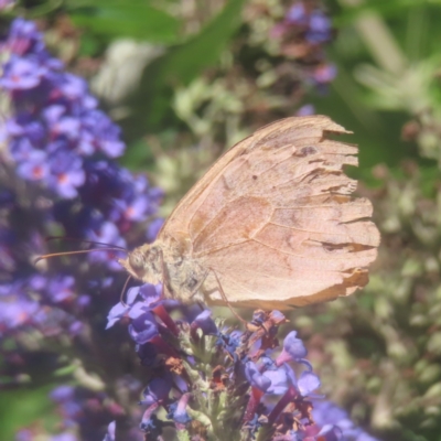 Heteronympha merope (Common Brown Butterfly) at QPRC LGA - 18 Jan 2024 by MatthewFrawley