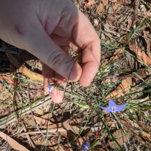 Wahlenbergia luteola at Florey, ACT - 18 Jan 2024