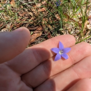 Wahlenbergia luteola at Florey, ACT - 18 Jan 2024