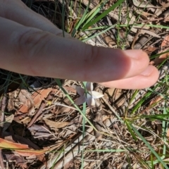 Wahlenbergia luteola at Florey, ACT - 18 Jan 2024