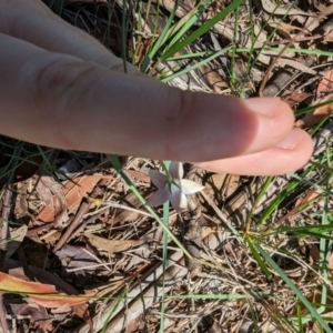 Rytidosperma sp. at Florey, ACT - 18 Jan 2024