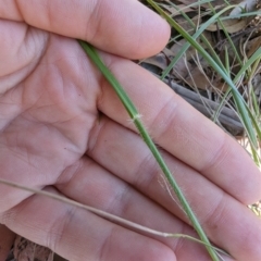 Rytidosperma sp. at Florey, ACT - 18 Jan 2024