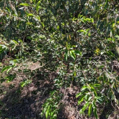 Prunus laurocerasus (Cherry Laurel) at Florey, ACT - 18 Jan 2024 by rbannister