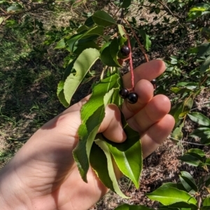 Prunus laurocerasus at Florey, ACT - 18 Jan 2024