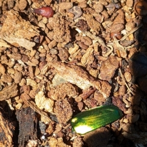 Lamprima aurata at Florey, ACT - 18 Jan 2024