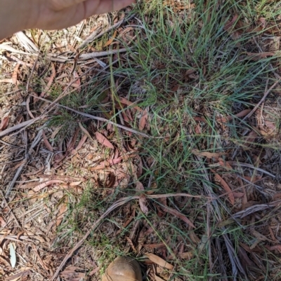 Austrostipa bigeniculata (Kneed Speargrass) at Florey, ACT - 18 Jan 2024 by rbannister