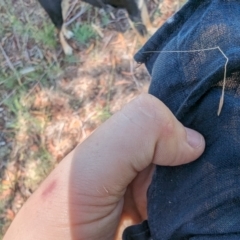 Austrostipa bigeniculata at Florey, ACT - 18 Jan 2024