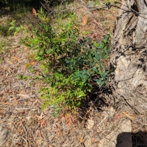 Nandina domestica at Florey, ACT - 18 Jan 2024