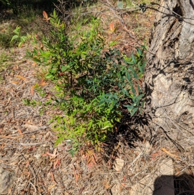 Nandina domestica (Sacred Bamboo) at Florey, ACT - 18 Jan 2024 by rbannister