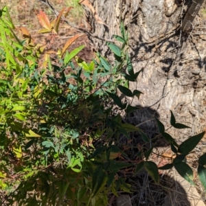 Nandina domestica at Florey, ACT - 18 Jan 2024