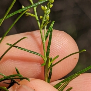 Cassinia quinquefaria at Florey, ACT - 18 Jan 2024