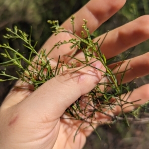 Cassinia quinquefaria at Florey, ACT - 18 Jan 2024