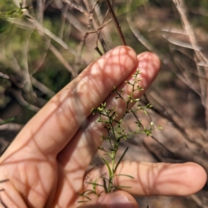 Cassinia quinquefaria at Florey, ACT - 18 Jan 2024