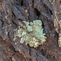 Unverified Lichen at Florey, ACT - 18 Jan 2024 by rbannister