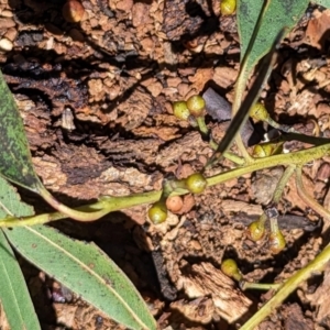 Eucalyptus nicholii at Florey, ACT - 18 Jan 2024 03:17 PM