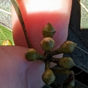 Eucalyptus nicholii at Florey, ACT - 18 Jan 2024