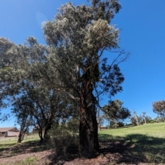 Eucalyptus nicholii at Florey, ACT - 18 Jan 2024