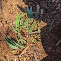 Eucalyptus nicholii at Florey, ACT - 18 Jan 2024 03:17 PM