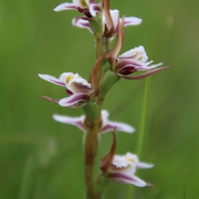 Prasophyllum caricetum (A Leek Orchid) at Nunnock Swamp - 18 Jan 2024 by Csteele4