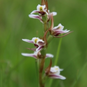 Prasophyllum caricetum at South East Forest National Park - 18 Jan 2024