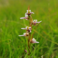 Prasophyllum caricetum at South East Forest National Park - 18 Jan 2024