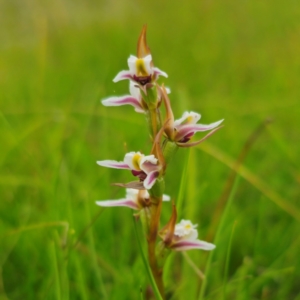 Prasophyllum caricetum at South East Forest National Park - 18 Jan 2024