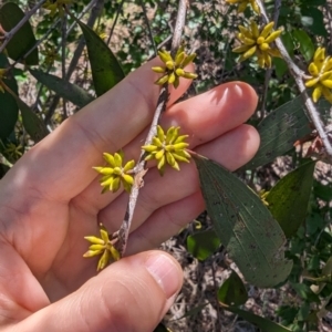 Eucalyptus stellulata at Florey, ACT - 18 Jan 2024 03:21 PM