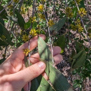 Eucalyptus stellulata at Florey, ACT - 18 Jan 2024 03:21 PM